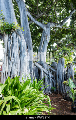 Hawai‘i, the Big Island, Hulihe`e Palace Banyon Tree Stock Photo